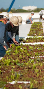 Green Roofing
